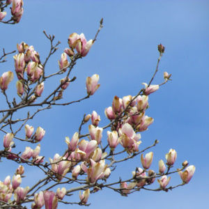 Meet your Posher, Rosie